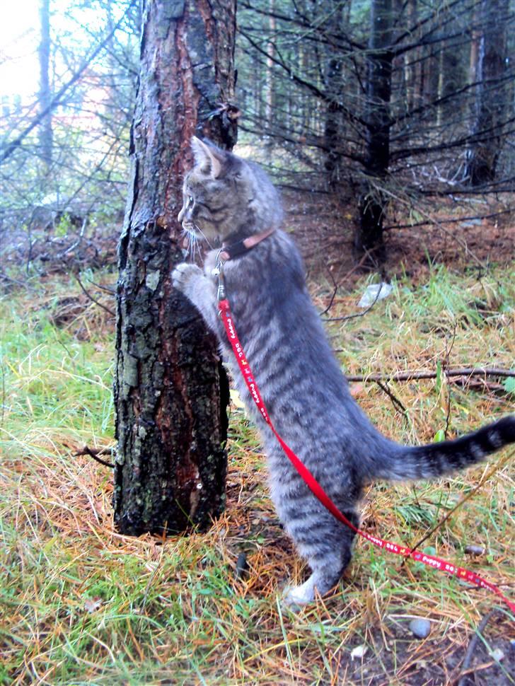 Blanding af racer Sally billede 13