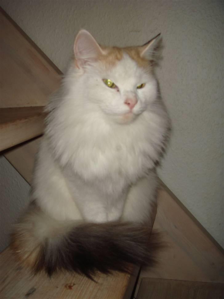 Norsk Skovkat Alberte (stamtavle navn Amarylis) - Huset dronning! billede 1