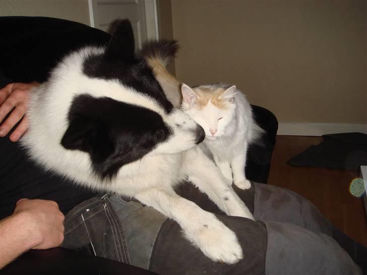 Norsk Skovkat Alberte (stamtavle navn Amarylis) - Alberte nusser med min hund Gizmo billede 2