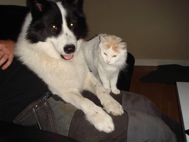 Norsk Skovkat Alberte (stamtavle navn Amarylis) - Alberte og Gizmo billede 3