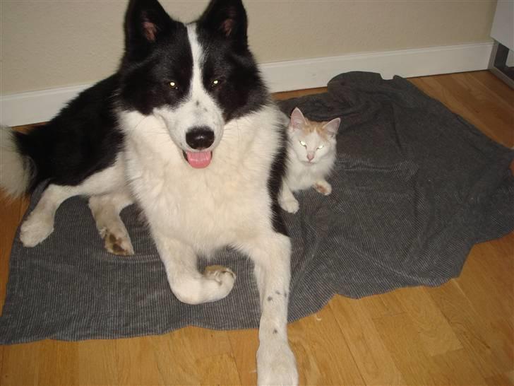 Norsk Skovkat Alberte (stamtavle navn Amarylis) - Mere puttetid sammen med Gizmo billede 4