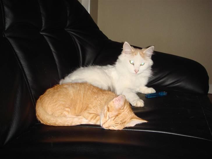 Norsk Skovkat Alberte (stamtavle navn Amarylis) - Alberte og Krumme tager en slapper på sofaen billede 5