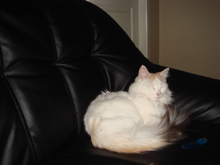 Norsk Skovkat Alberte (stamtavle navn Amarylis) billede 6