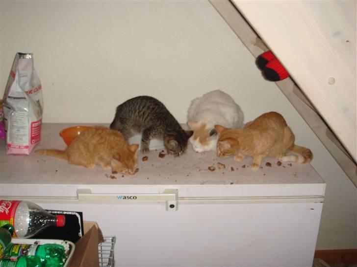 Norsk Skovkat Alberte (stamtavle navn Amarylis) - 4 misser der lige fik en leverposteg mad billede 7