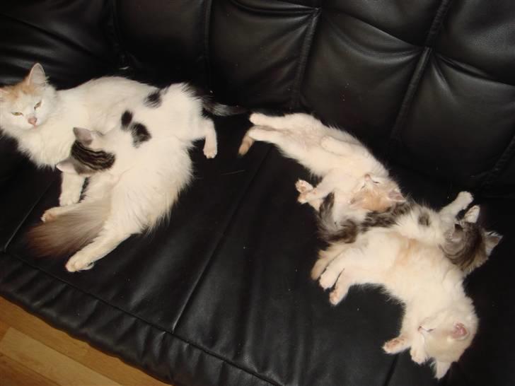 Norsk Skovkat Alberte (stamtavle navn Amarylis) - Alberte med det første kuld killinger billede 8