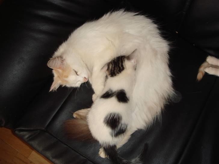 Norsk Skovkat Alberte (stamtavle navn Amarylis) - Alberte giver lige Mokai loget mad billede 9