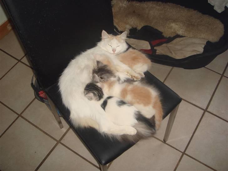 Norsk Skovkat Alberte (stamtavle navn Amarylis) - Alberte fandt en stol, men de små kunne selv komme der op så ingen fred til missemor billede 10