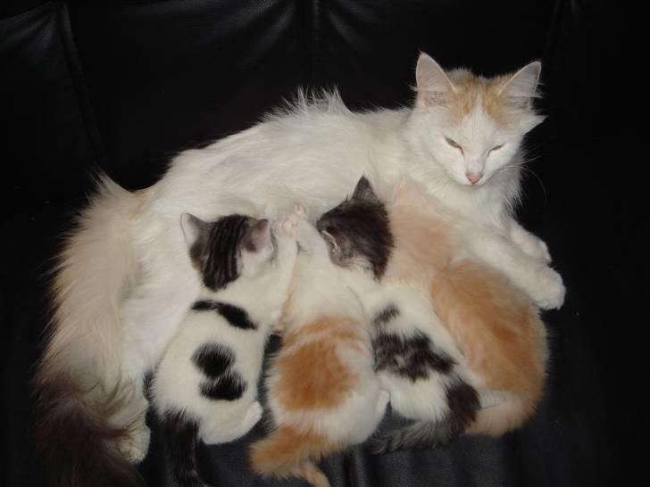 Norsk Skovkat Alberte (stamtavle navn Amarylis) - mere mad til de små billede 11