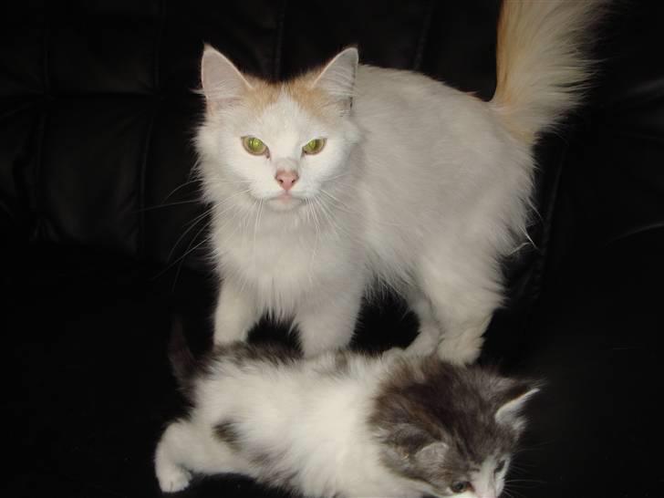 Norsk Skovkat Alberte (stamtavle navn Amarylis) - Alberte med killingen Nala  billede 12