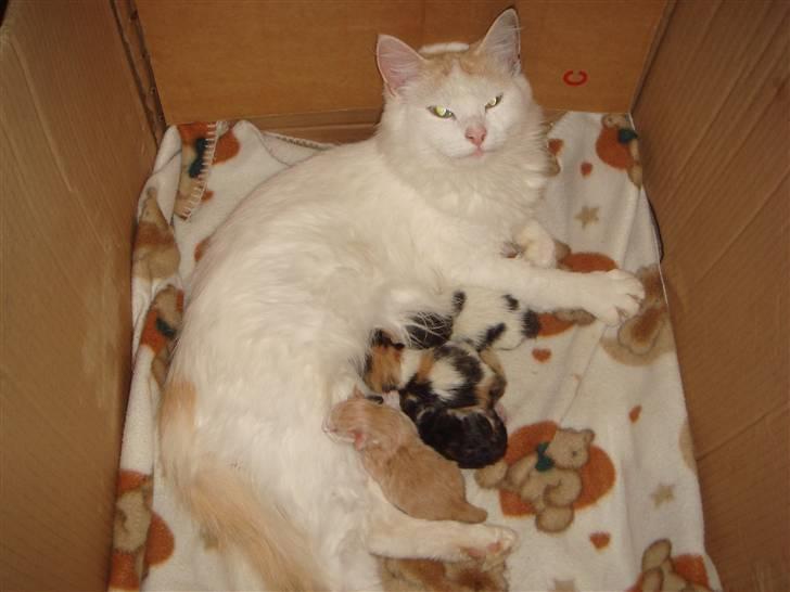 Norsk Skovkat Alberte (stamtavle navn Amarylis) - Alberte med nyt kuld killinger født den 24.9.2010 billede 13