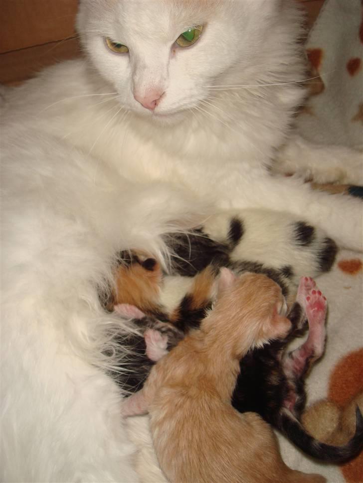 Norsk Skovkat Alberte (stamtavle navn Amarylis) - Alberte med de 4 nye killinger født 24,9,2010 billede 14