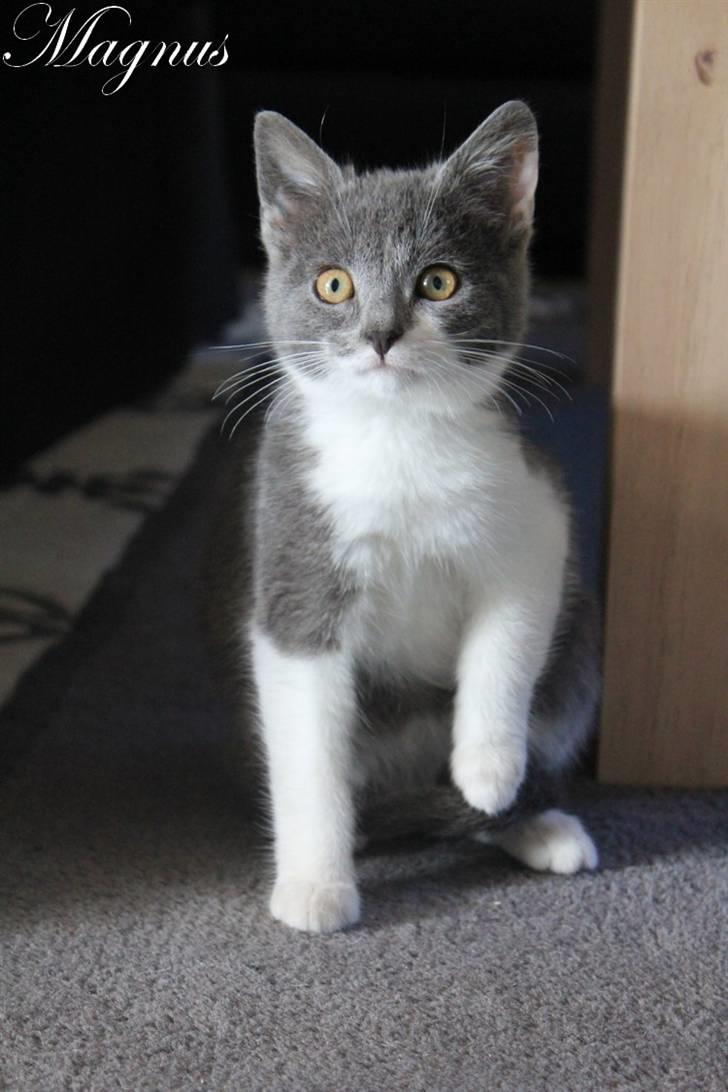 Huskat Magnus billede 1
