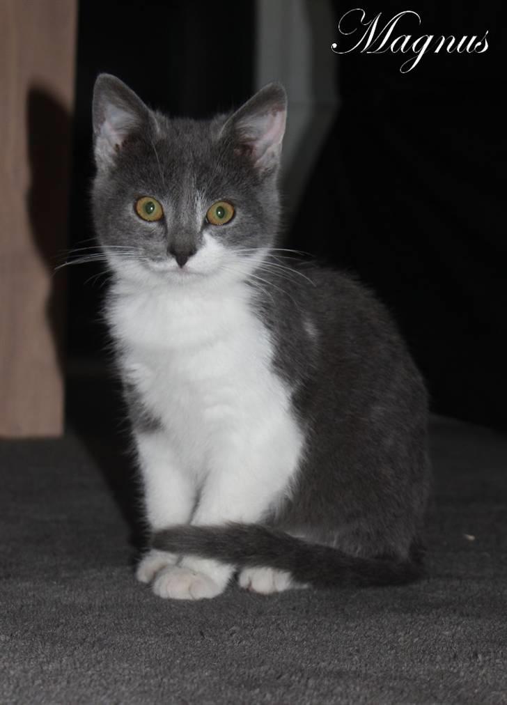 Huskat Magnus billede 2