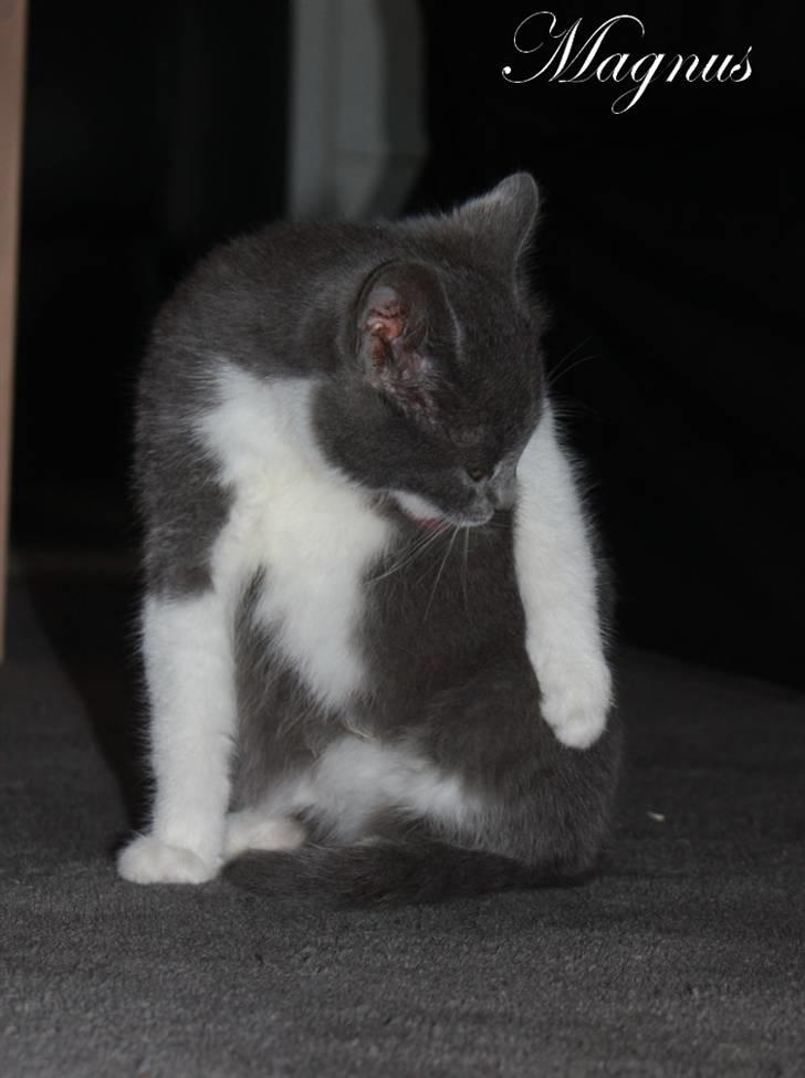 Huskat Magnus billede 3