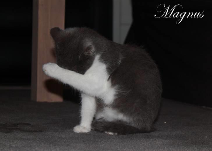 Huskat Magnus billede 4