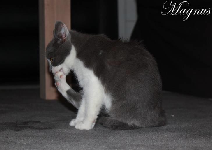 Huskat Magnus billede 5
