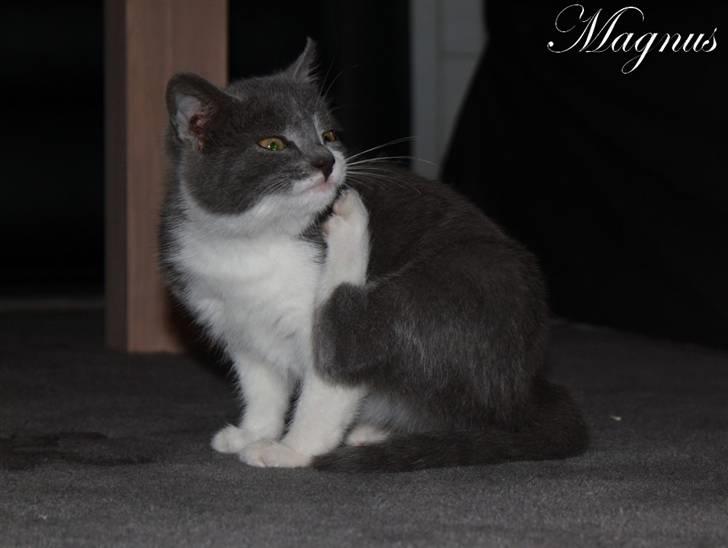 Huskat Magnus billede 6