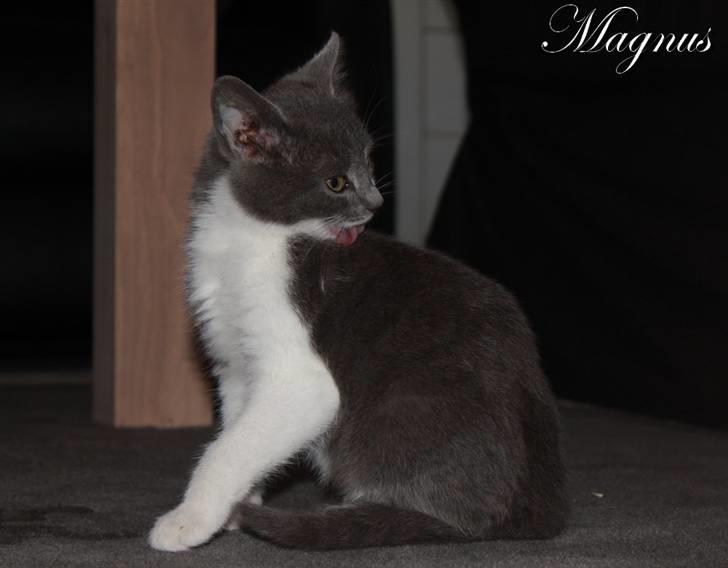 Huskat Magnus billede 7