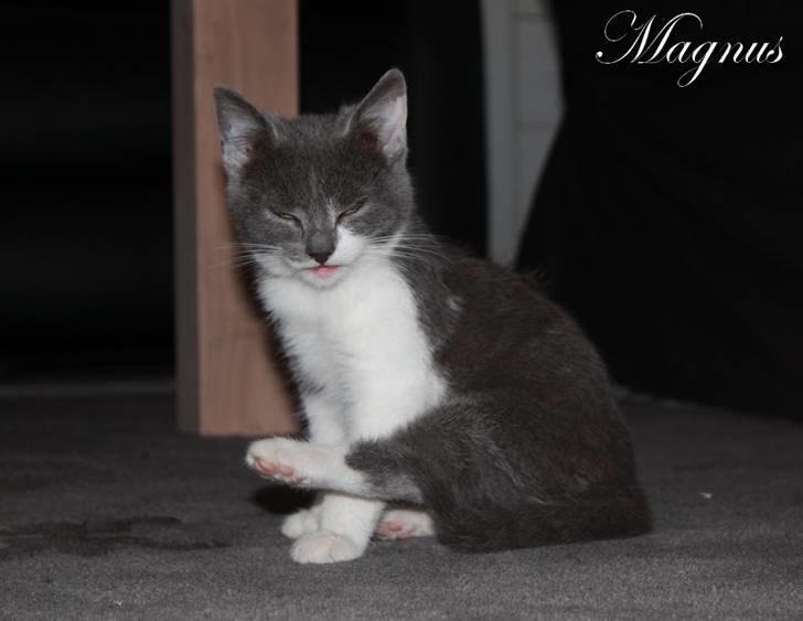 Huskat Magnus billede 8