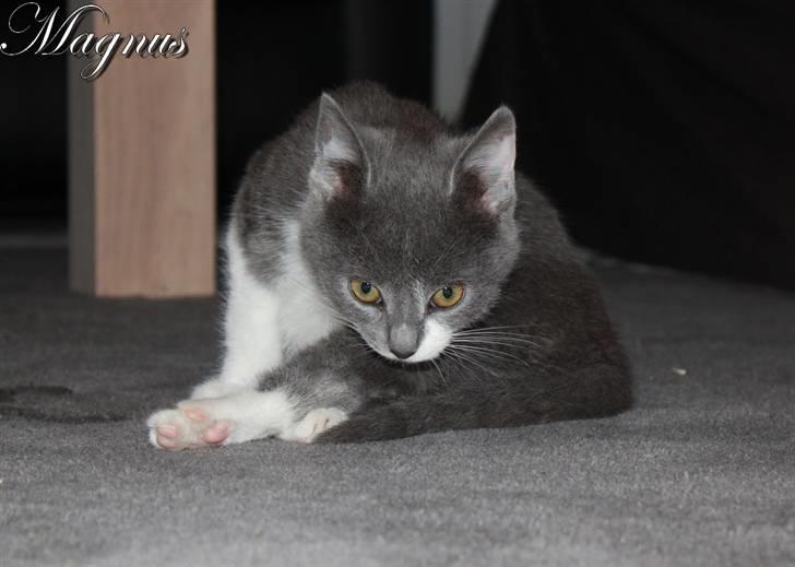 Huskat Magnus billede 9