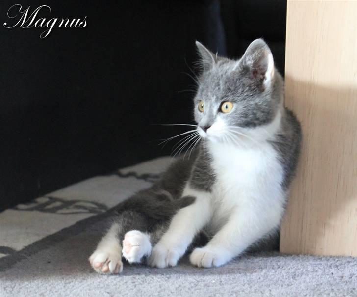 Huskat Magnus billede 10