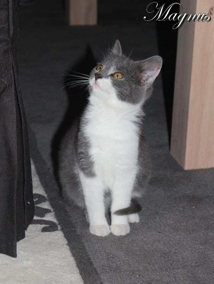 Huskat Magnus billede 11