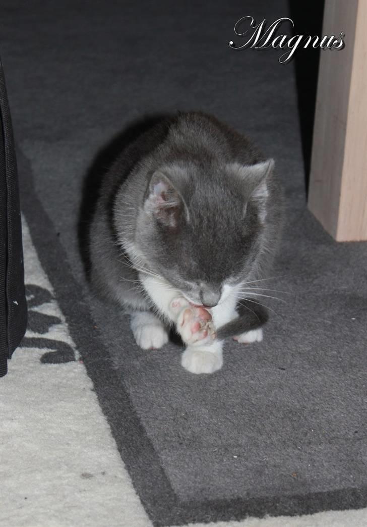 Huskat Magnus billede 12