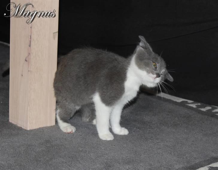 Huskat Magnus billede 13