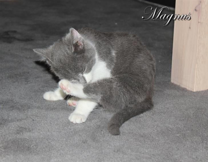 Huskat Magnus billede 14