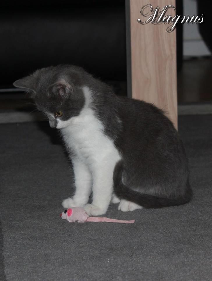 Huskat Magnus billede 15