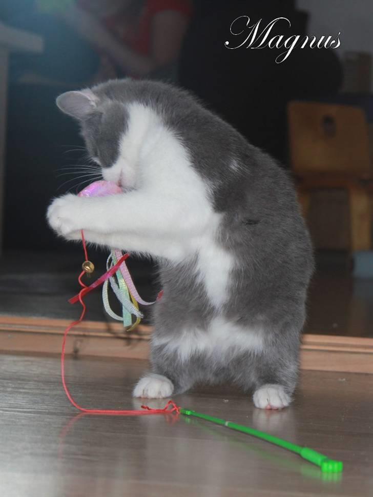 Huskat Magnus billede 16
