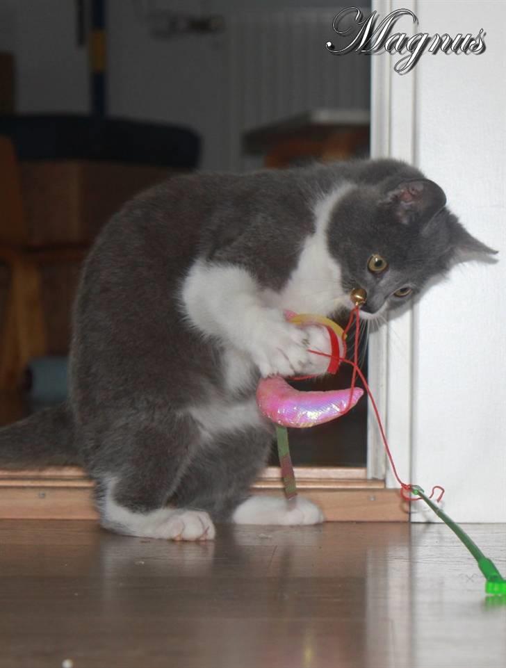 Huskat Magnus billede 17
