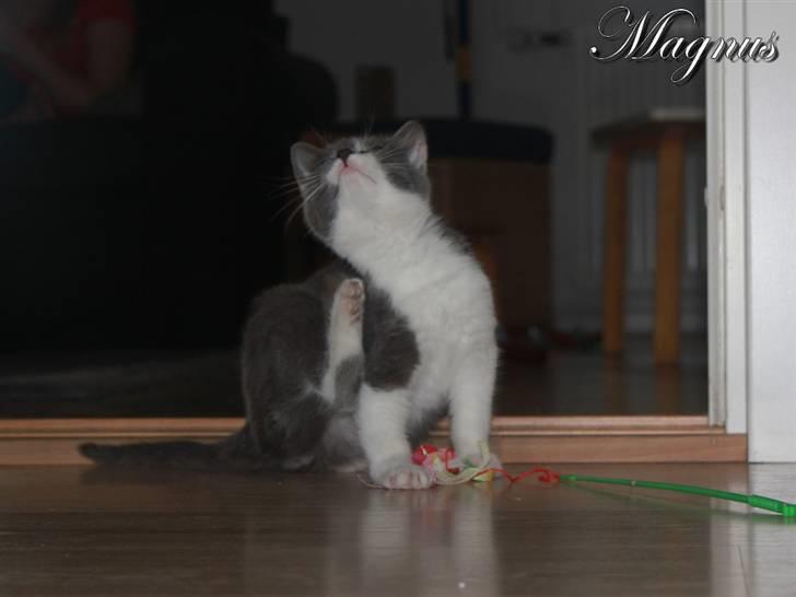 Huskat Magnus billede 18