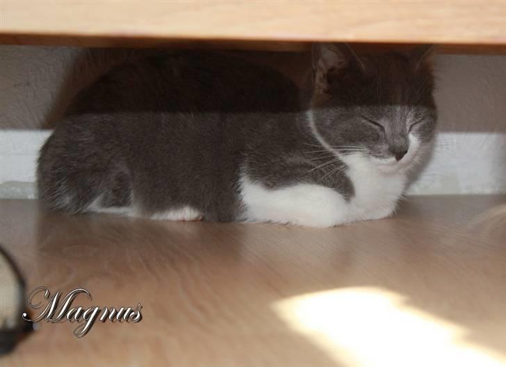 Huskat Magnus billede 19