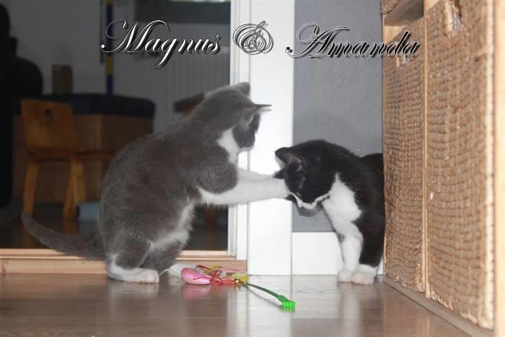 Huskat Magnus billede 20