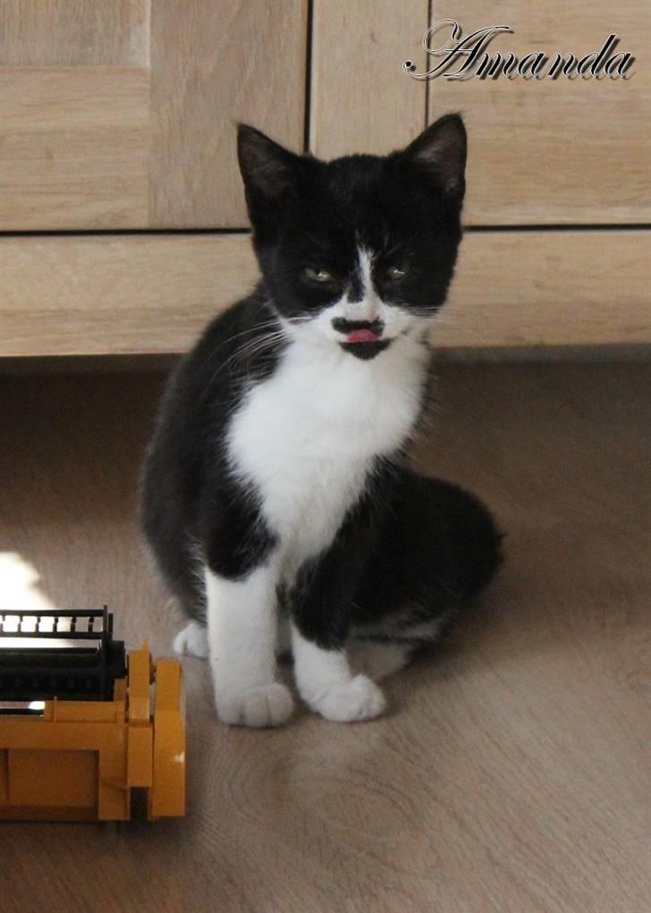 Huskat Amanda billede 1