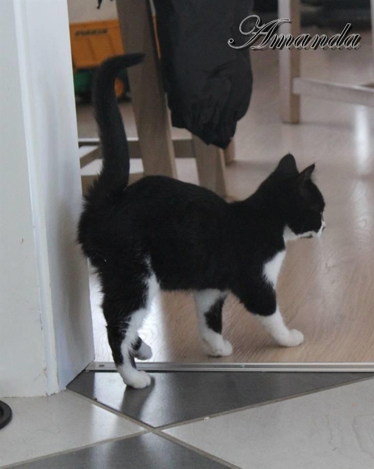 Huskat Amanda billede 2