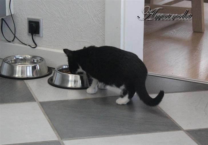 Huskat Amanda billede 3