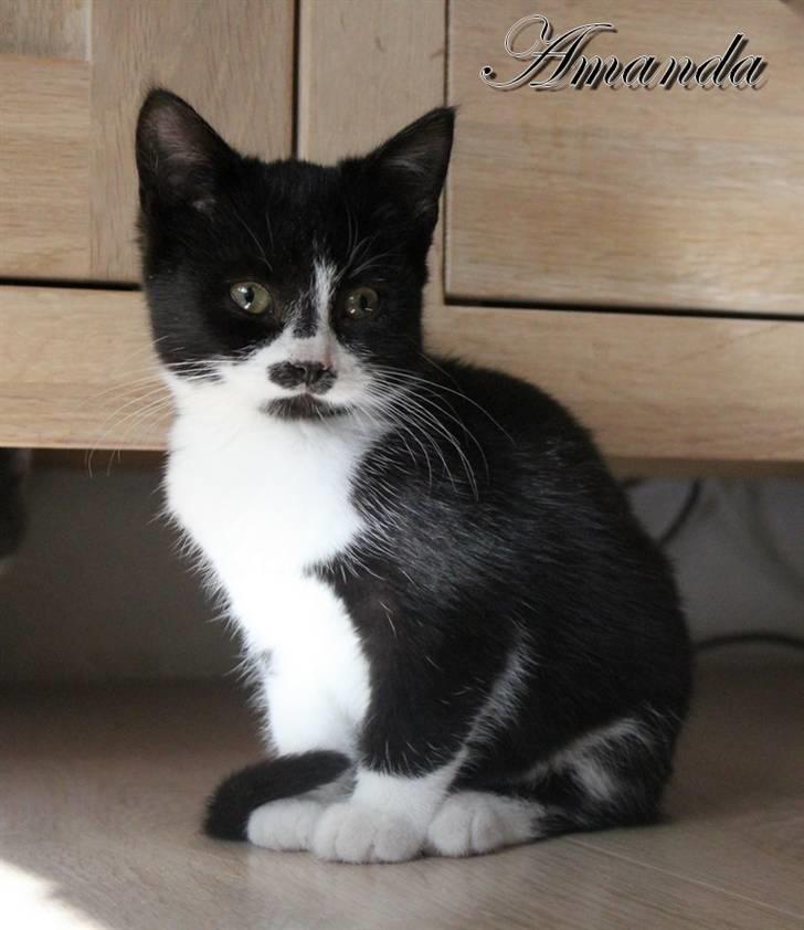 Huskat Amanda billede 4