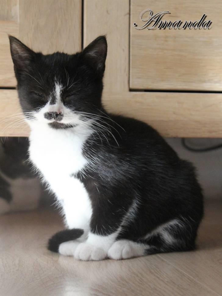 Huskat Amanda billede 5