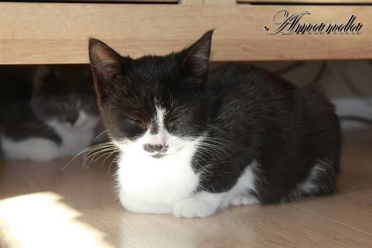 Huskat Amanda billede 6