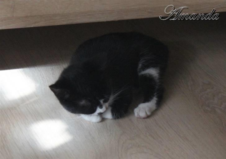 Huskat Amanda billede 7