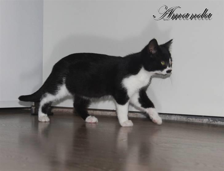 Huskat Amanda billede 8