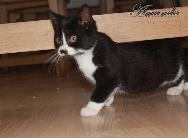 Huskat Amanda billede 9