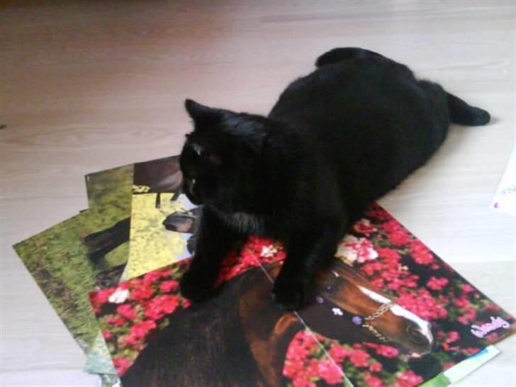 Huskat Magnus - Ligger fint på plakaterne i sommersolens stråler gennem ruden  billede 7