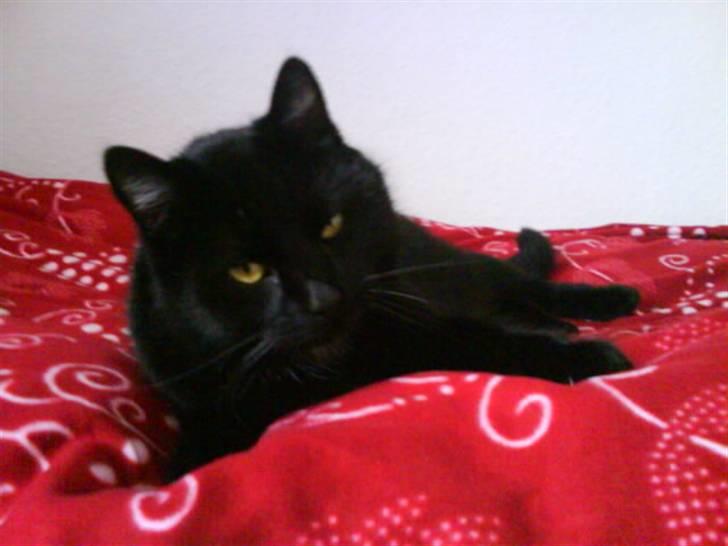 Huskat Magnus - han kan ligge og rode rundt, men når dér kommer et kamera så sidder/ligger/står han HELT stille billede 8