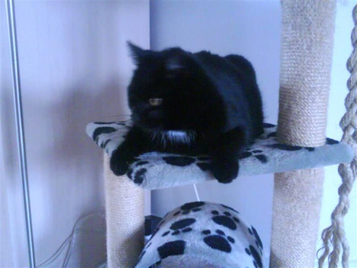 Huskat Magnus - Ligger på 2 etage billede 10