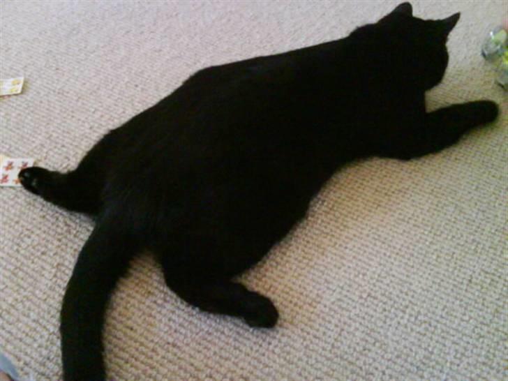 Huskat Magnus - Han er en kæmpe frø! For han ligger altid som en! billede 11