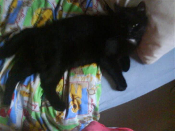 Huskat Magnus - Heei kamera! billede 12