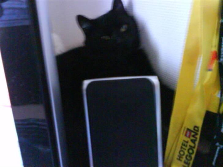 Huskat Magnus - Ham og Mickey elsker og ligge bag ved højtallerne og computerskærmen på min fars kontor derhjemme billede 13